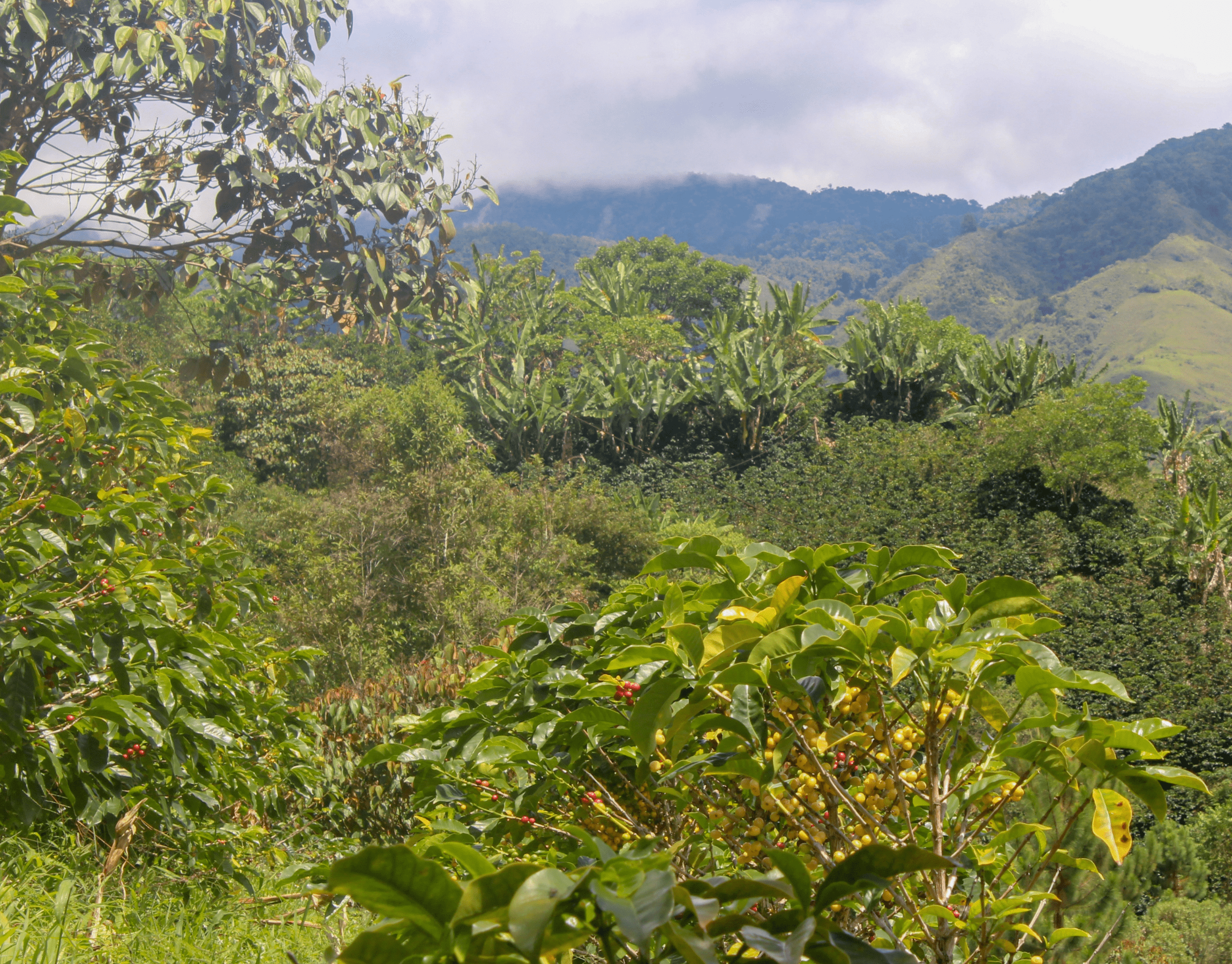 Colombie Décaféiné Cauca Chévéré