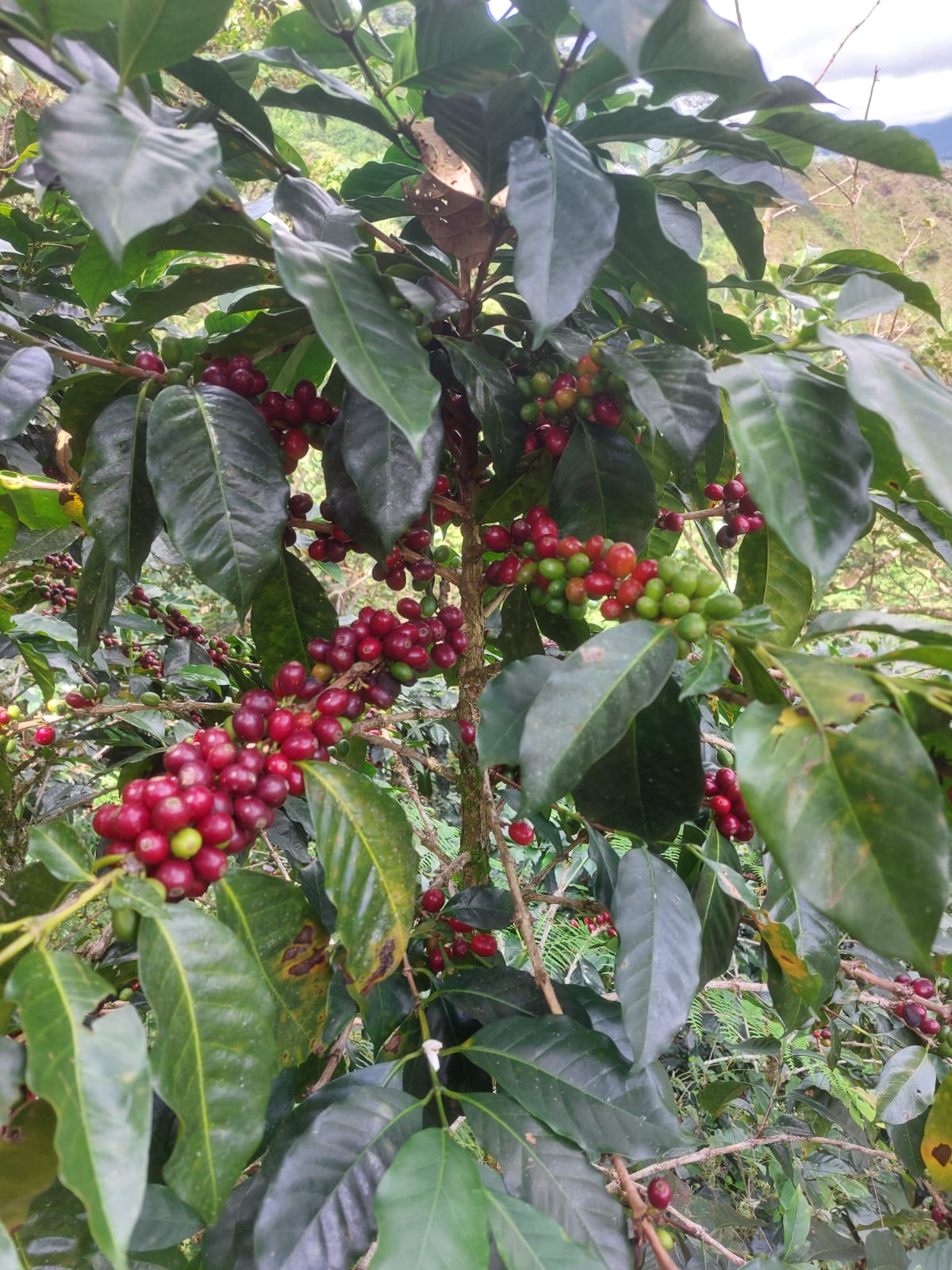 PÉROU CONDOR HUABAL