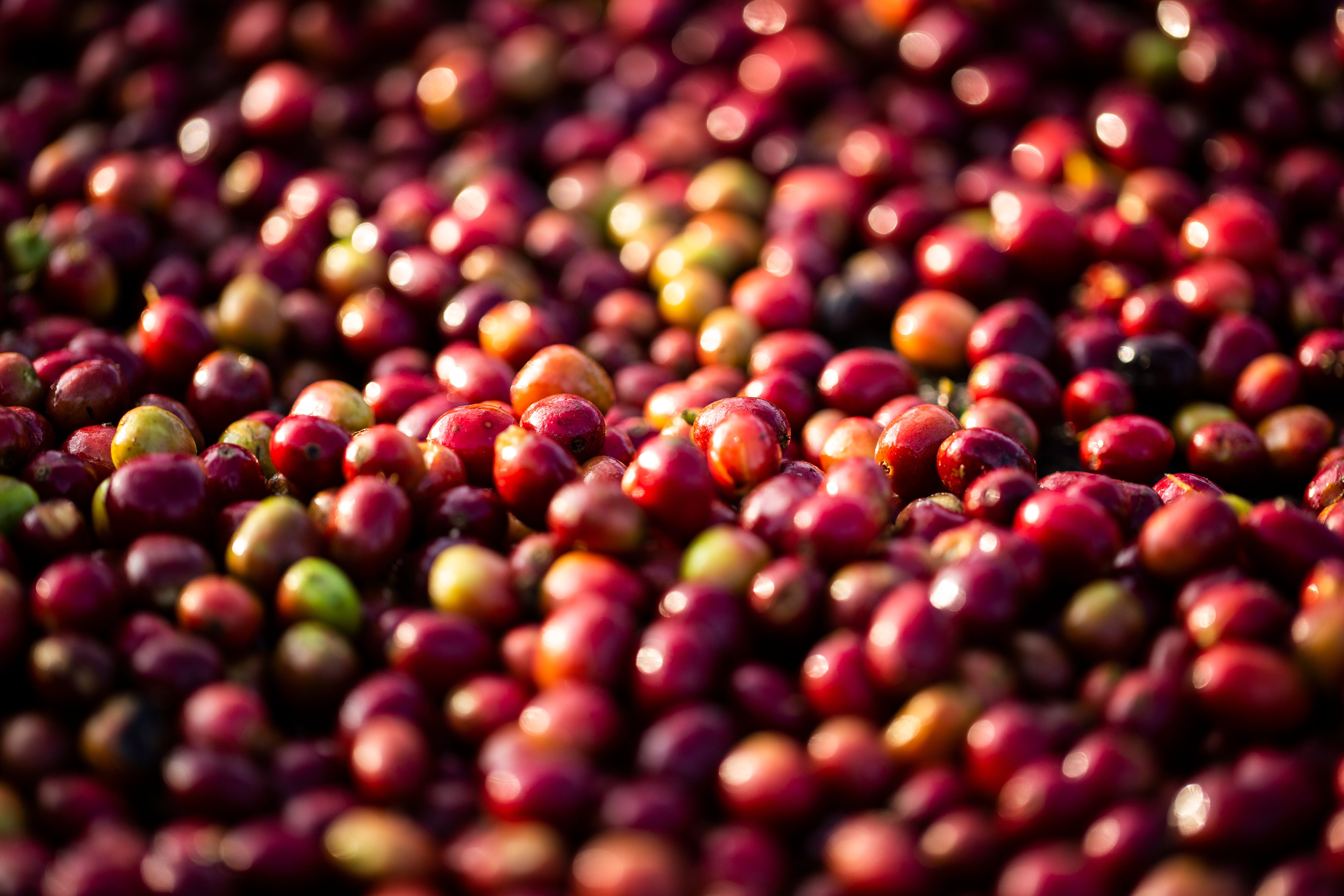 ETHIOPIE HALO HARTUME