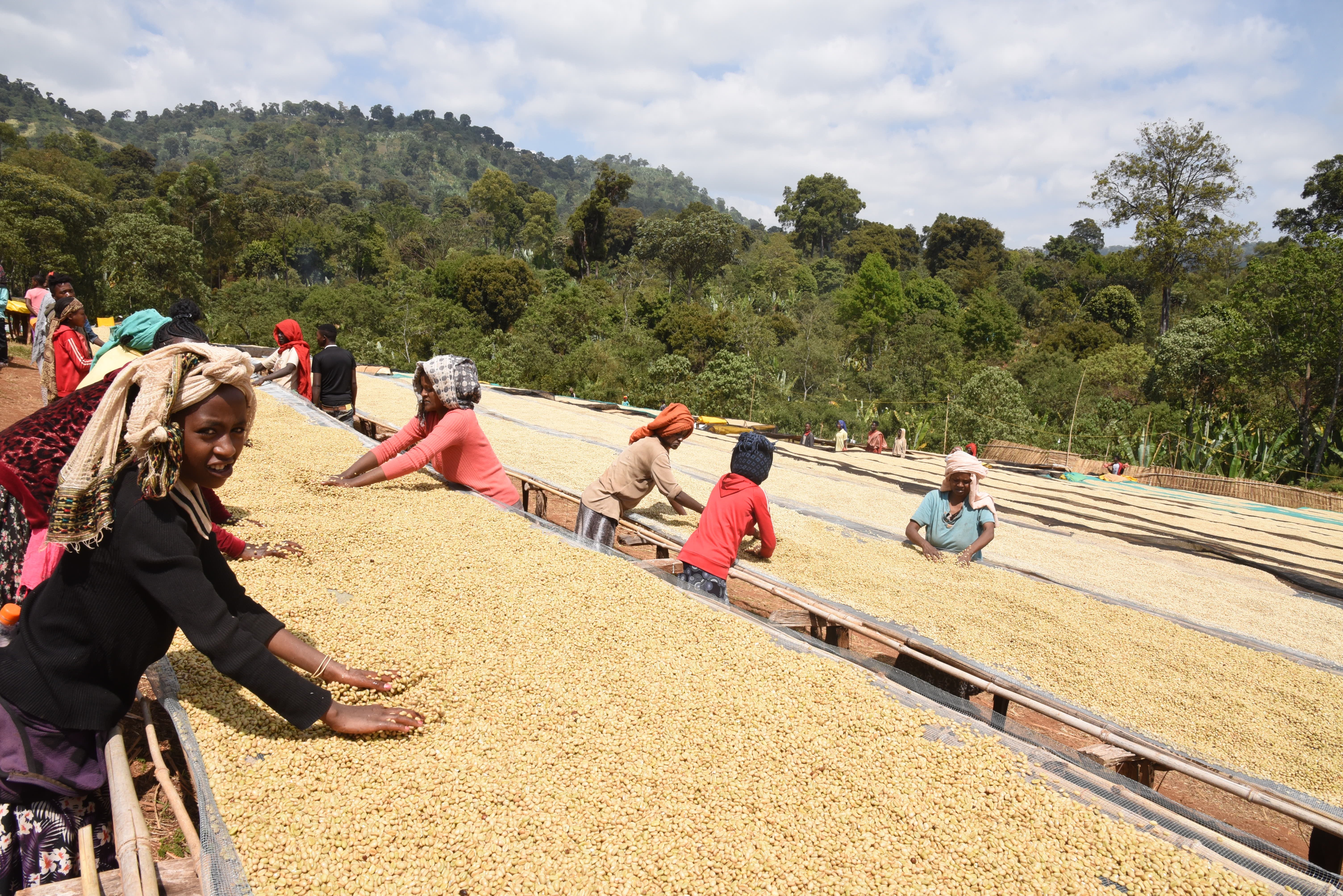 Ethiopie Réfisa Nature