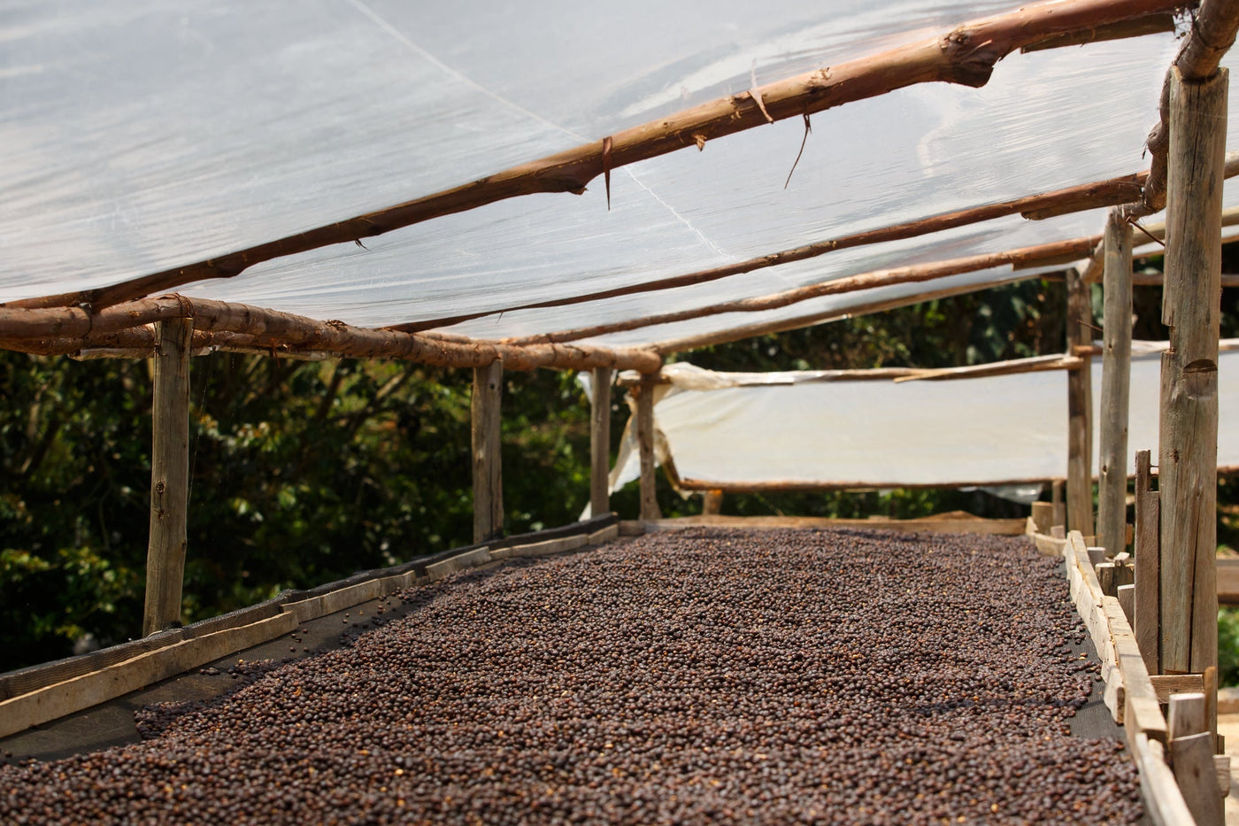 Café en grains ou café moulu : lequel choisir ?