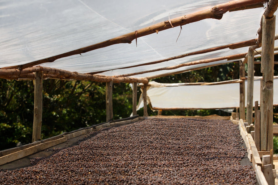 Café en grains ou café moulu : lequel choisir ?